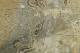 Upper Carboniferous Stromatolite Slab - Fife, Scotland #353849-1